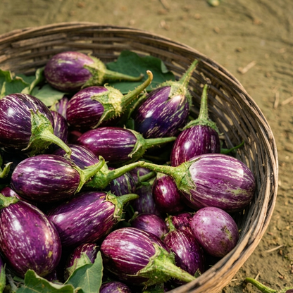 Gaavthi Vangi - Kateri Vaangi - Desi Brinjal