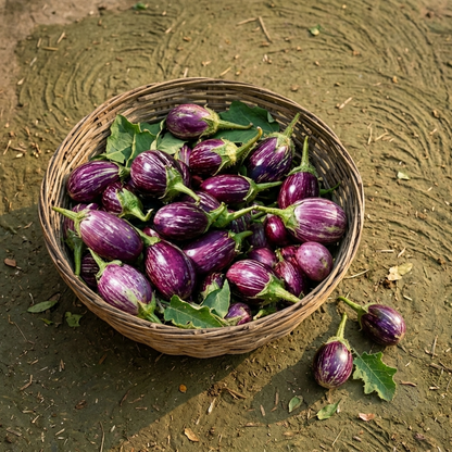 Gaavthi Vangi - Kateri Vaangi - Desi Brinjal